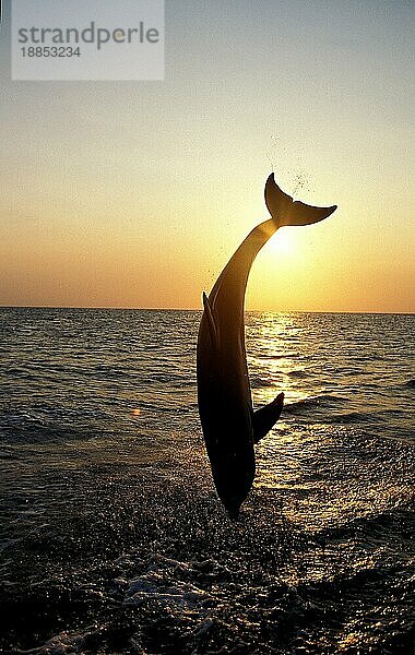 Großer Tümmler (tursiops truncatus)  adult springend  Honduras  Mittelamerika