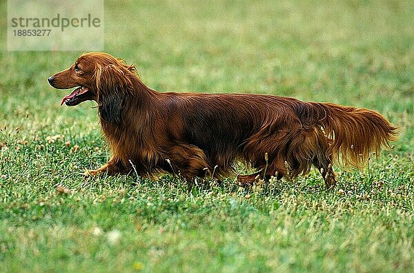 LANGHAARIGER DACKEL  ERWACHSEN  LÄUFT AUF GRAS