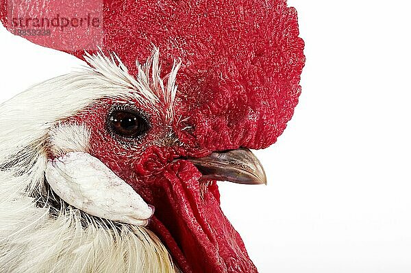 Brakel oder Braekel Domestic Huhn  eine belgische Rasse  Hahn gegen weißen Hintergrund