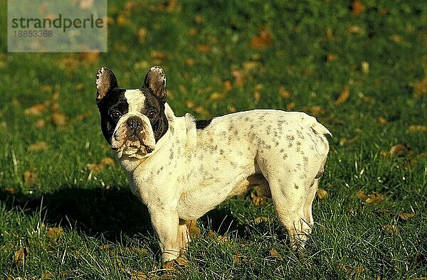 Französische Bulldogge  Erwachsener Hund stehend auf Gras