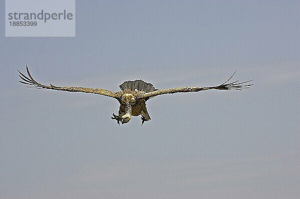 Afrikanischer Weißrückengeier (gyps africanus)  Erwachsener im Flug  Masai Mara Park in Kenia