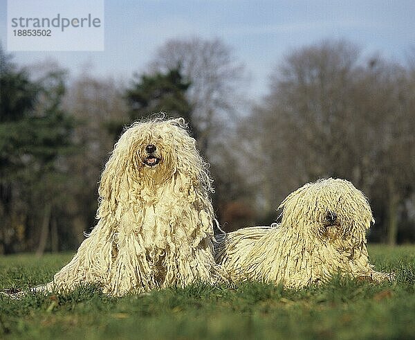 Ungarischer Puli Hund  Erwachsene auf Gras