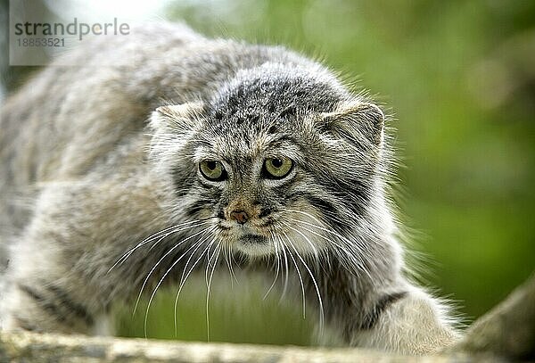 Manul (otocolobus manul) oder Pallas-Katze  Erwachsener auf Ast