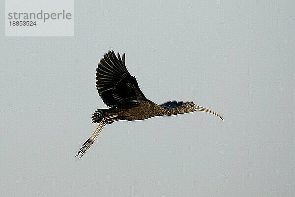 GRÜNREIHER (mesembrinibis cayennensis)  ERWACHSENER IM FLUG  LOS LIANOS IN VENEZUELA