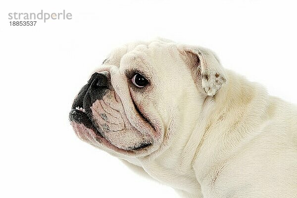 Englische Bulldogge  Porträt von Weibchen gegen weißen Hintergrund