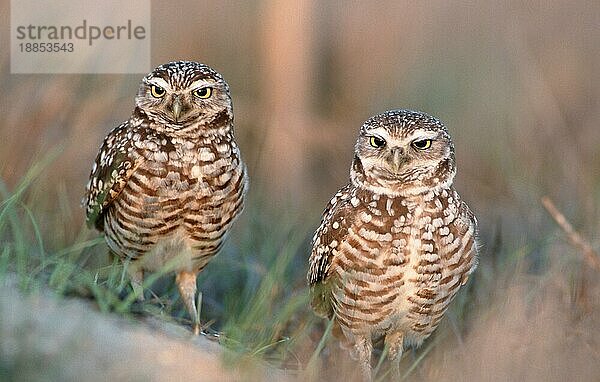 Burrowing Owls  Kaninchenkäuze (Athene cunicularia)  Paar (Amerika) (america) (Tiere) (animals) (Vogel) (Vögel) (birds) (Eulen) (außen) (outdoor) (frontal) (head-on) (von vorne) (Querformat) (horizontal) (stehen) (standing) (adult) (couple) (zwei) (two)  pair  Florida  USA  Nordamerika