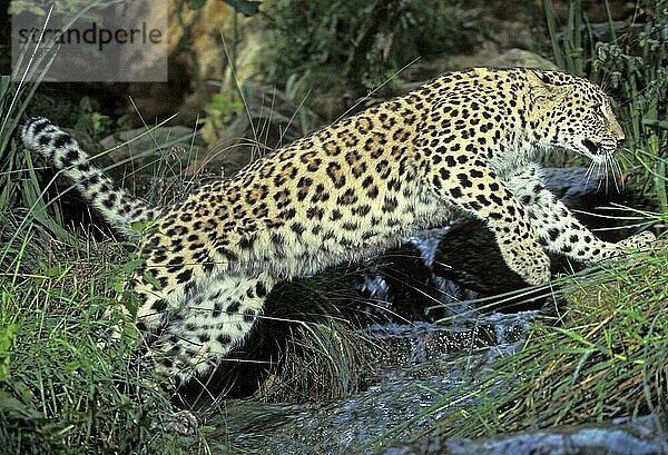 Persischer Leopard (panthera pardus saxicolor)  ERWACHSENER SPRINGT ÜBER DAS WASSER