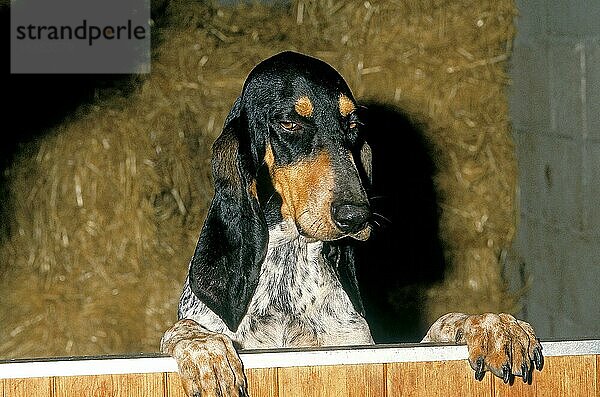 KLEINER GASCON SAINTONGEOIS HUND  ERWACHSEN  AN EINER STALLTÜR STEHEND