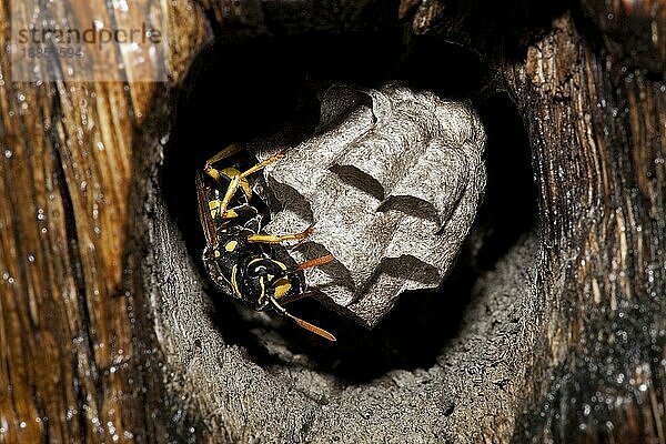 Gemeine Wespe (vespula vulgaris)  Erwachsener auf Nest  Normandie