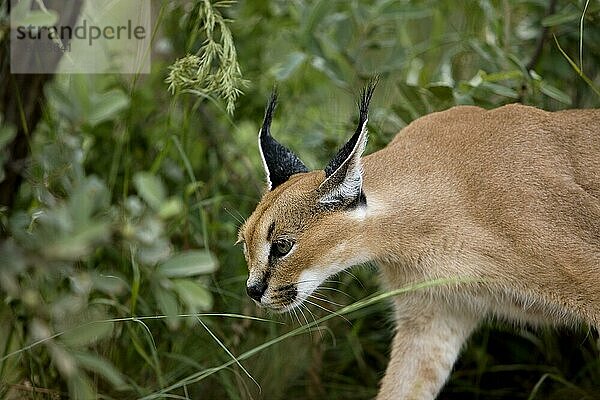 Karakal (caracal caracal)  erwachsen