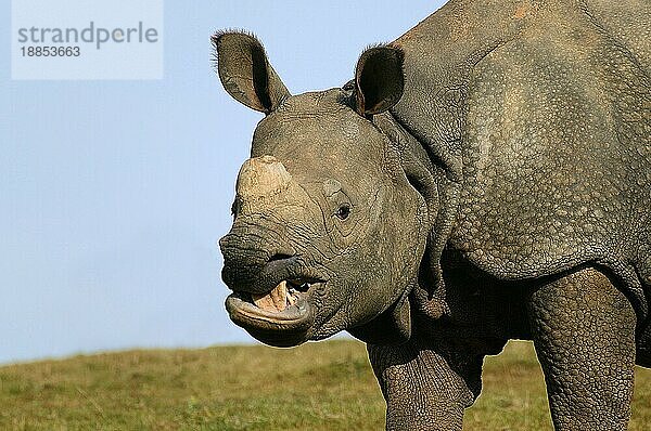 Indisches Nashorn (rhinoceros unicornis)  Portrait eines Erwachsenen