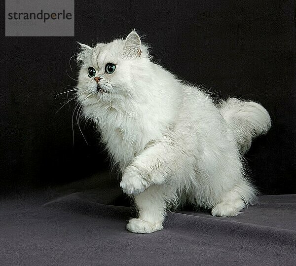 CHINCHILLA PERSERKATZE  ERWACHSEN MIT GRÜNEN AUGEN