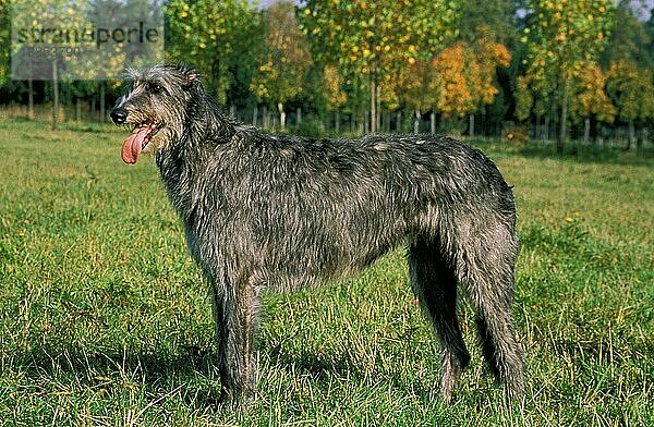 Irischer Wolfshund  Erwachsener stehend auf Gras