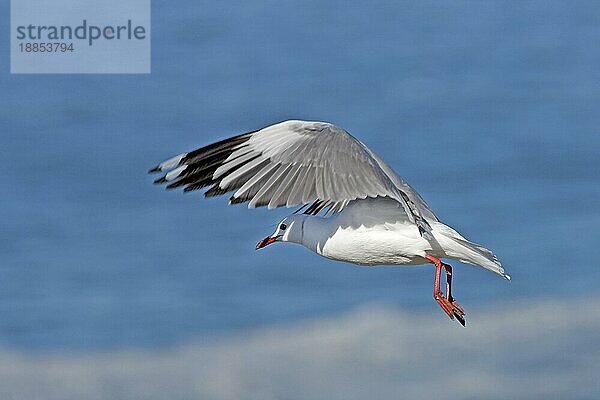 Hartlaub's Möwe oder Königsmöwe  larus hartlaubii  Erwachsene im Flug  Hermanus in Südafrika