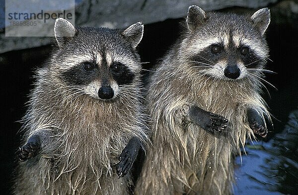 Waschbär (Procyon lotor)  erwachsene Tiere auf den Hinterbeinen stehend