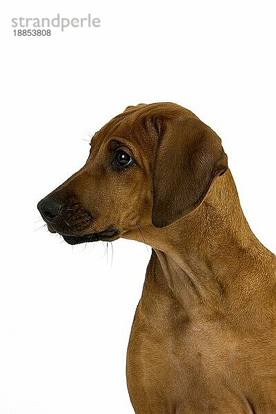 RHODESIAN RIDGEBACK HUND  PORTRAIT EINES 3 MONATE ALTEN WELPEN