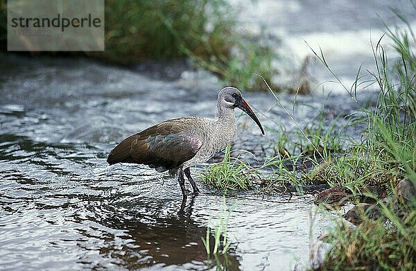 Hagedasch (bostrychia hagedash)  ERWACHSENER IM WASSER STEHEND  KRUGER PARK IN SÜDAFRIKA