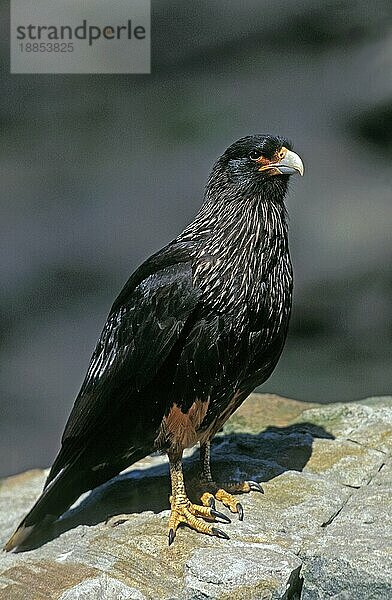 Gestreifter Karakara oder Forster-Karakara (phalcoboenus australis)  Erwachsener auf Stein