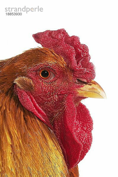 Brahma Perdrix Huhn  eine Rasse aus Indien  Hahn vor weißem Hintergrund