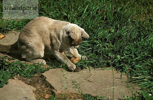 Fliederfarbene burmesische Hauskatze  erwachsene Jagdwühlmaus