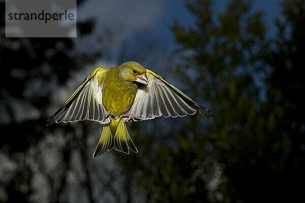 GRÜNFINK (carduelis chloris)  ERWACHSENE IM FLUG  NORMAL IN Frankreich