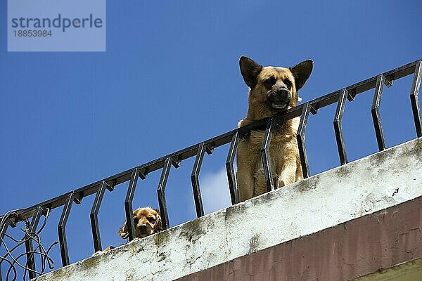 Deutscher Schäferhund und Mischlingshund auf Balkon  Otavalo  Provinz Imbabura  Ekuador  Deutscher Schäferhund