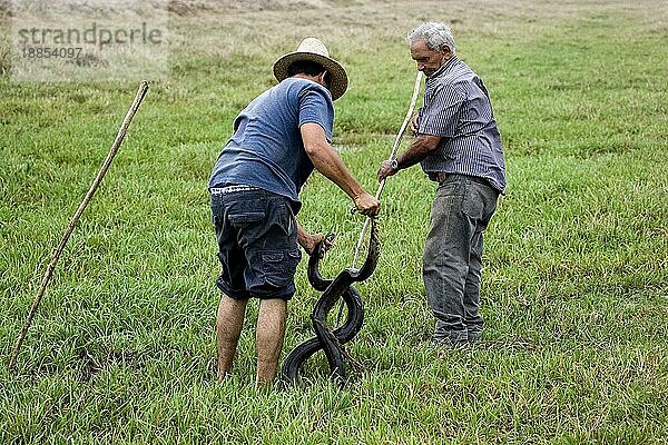 Grüne Anakonda (eunectes murinus) Von Menschen gefangen  Los Lianos in Venezuela