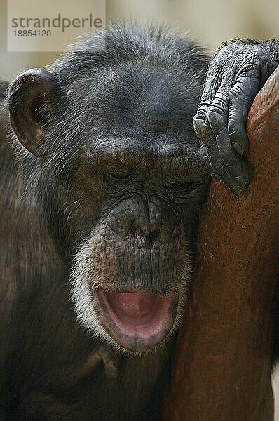 Schimpanse (Pan troglodytes)  weiblich