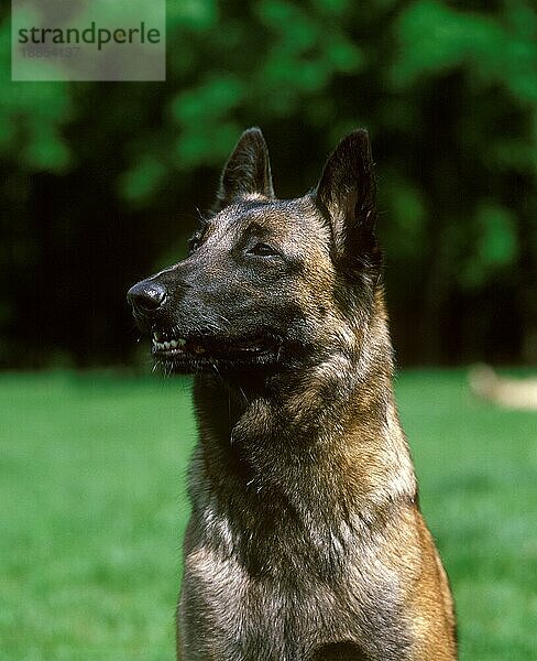 Malinois oder Belgischer Schäferhund  Portrait eines Erwachsenen