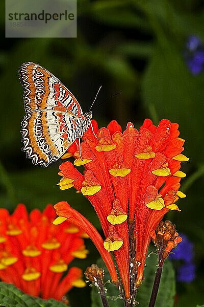 Florfalter (cethosia biblis)  Erwachsener auf Blüte