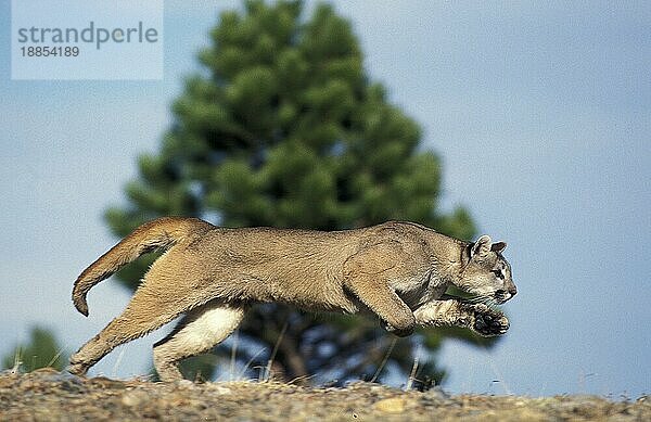 Puma (puma concolor)  ERWACHSENE LÄUFER  MONTANA