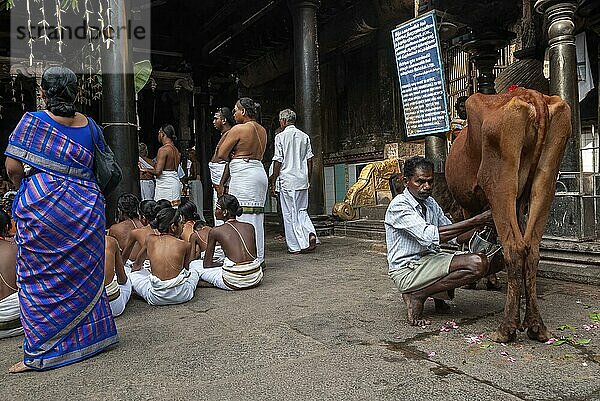 Melkkuh für Pooja  Thillai Nataraja-Tempel in Chidambaram  Tamil Nadu  Südindien  Indien. einer der fünf Pancha Bhoota Sthalams