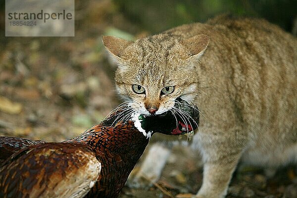 Europäische Wildkatze (felis silvestris)  erwachsen mit einem erlegten Fasan