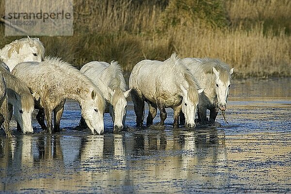 CAMARGUE PFERD  HERDE TRINKT WASSER  SAINTES MARIE DE LA MER IM SÜDEN FrankreichS