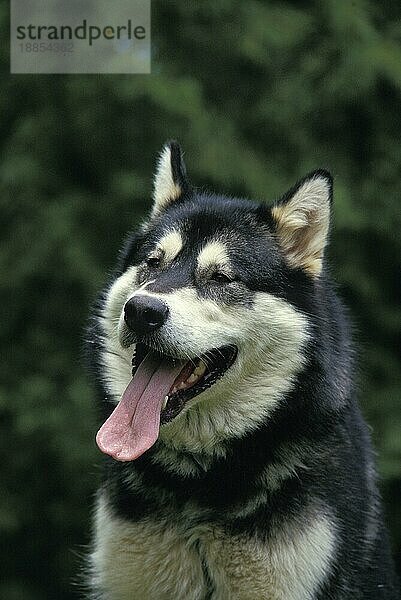 Alaskan Malamute Hund  Portrait eines Erwachsenen mit herausgestreckter Zunge