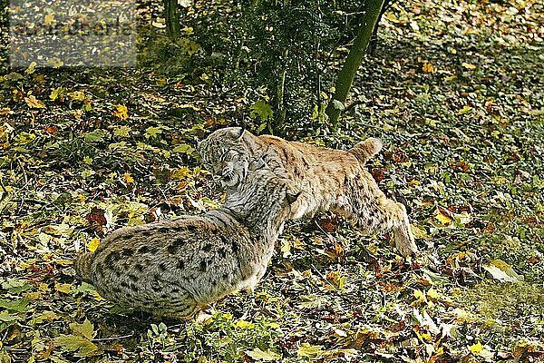 Europäischer Luchs (felis lynx)  Erwachsene Kämpfe