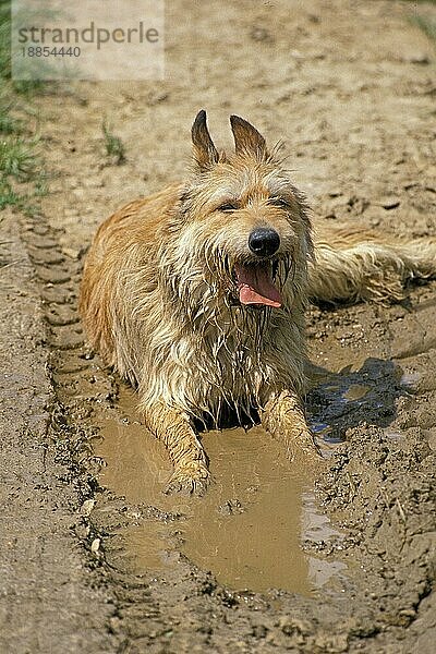 Picardischer Hirtenhund  erwachsen  im Wasser liegend