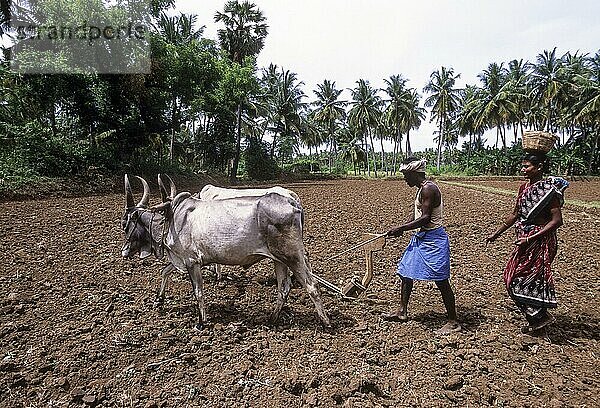 Die traditionellen Kultursorten  die von ihnen über Generationen hinweg angebaut wurden  aus den Hauptkulturen ihres landwirtschaftlichen Systems  Tamil Nadu  Südindien  Indien  Asien