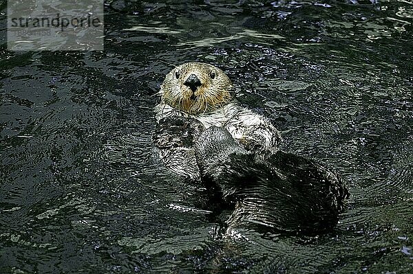 Seeotter (enhydra lutris)  ERWACHSENE  MONTEREY BAY IN Kalifornien  USA  Nordamerika