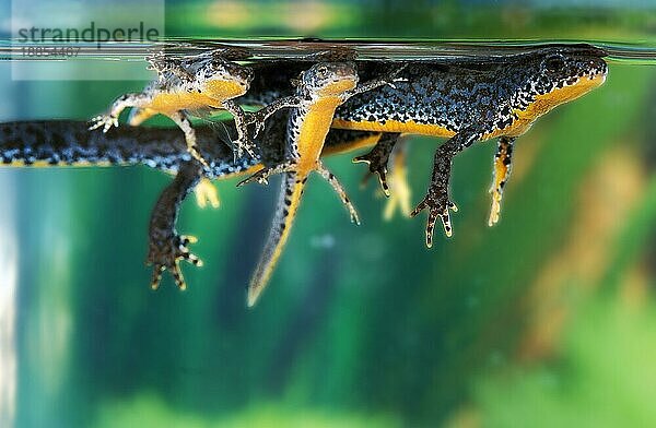 ALPINE NEWT (triturus alpestris)  ERWACHSENER MIT JUGENDLICHEN  NORMANDY IN Frankreich