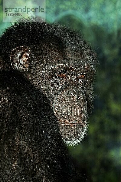 CHIMPANZEE (pan troglodytes)  PORTRAIT EINES ERWACHSENEN