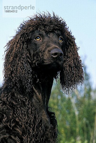 Irish Water Spaniel Hund  Portrait eines Erwachsenen