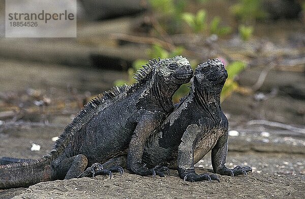 Galapagos-Meeresleguan (amblyrhynchus cristatus)  Erwachsene auf Felsen