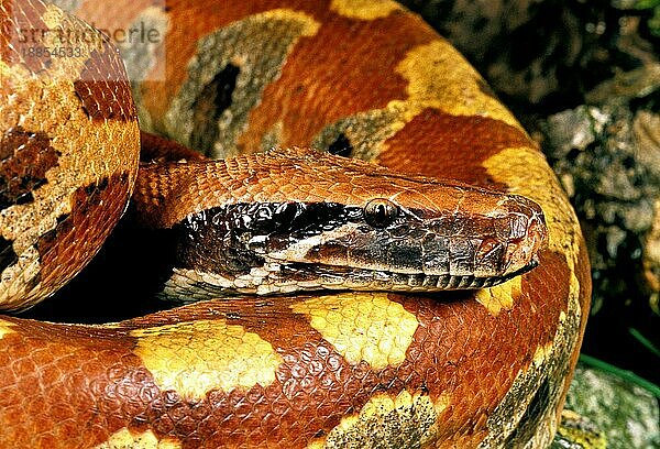 Blutpython  python (curtus)  Erwachsener  Nahaufnahme des Kopfes