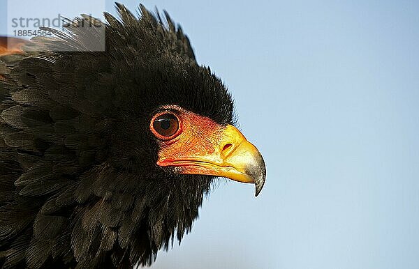 Gänseadler (terathopius ecaudatus)  Portrait eines Erwachsenen