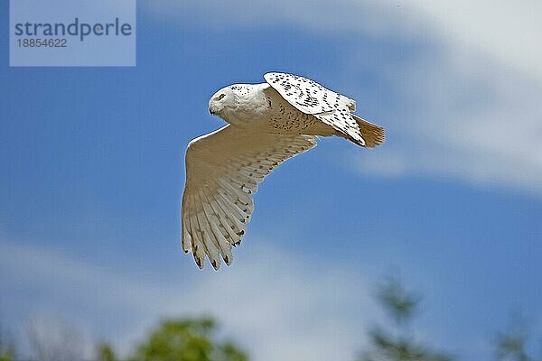 Schnee-Eule (nyctea scandiaca)  Erwachsener im Flug