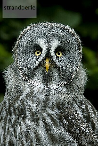 Bartkauz (strix nebulosa)  Porträt eines Erwachsenen