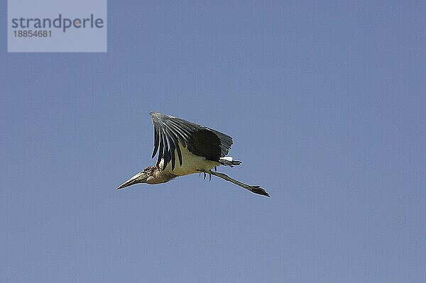 Marabu-Storch (leptoptilos crumeniferus)  Erwachsener im Flug  Masai Mara Park in Kenia