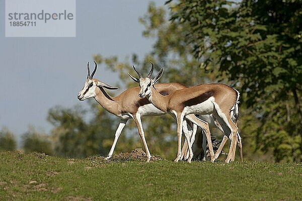 Springok (antidorcas marsupialis)  Erwachsene