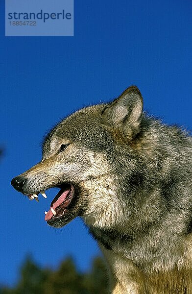 Nordamerikanischer Mackenzie-Wolf (canis lupus occidentalis)  erwachsenes Knurren  Kanada  Nordamerika